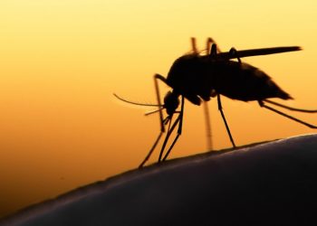 Στους νεκρούς από …κουνούπι και Λαρισαίος