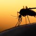 Στους νεκρούς από …κουνούπι και Λαρισαίος