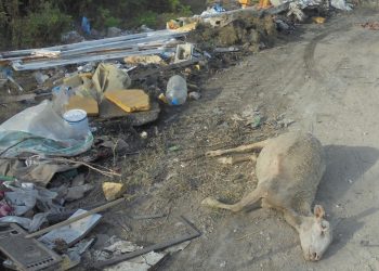 «Πράσινος» Δήμος και … «πράσινα άλογα»