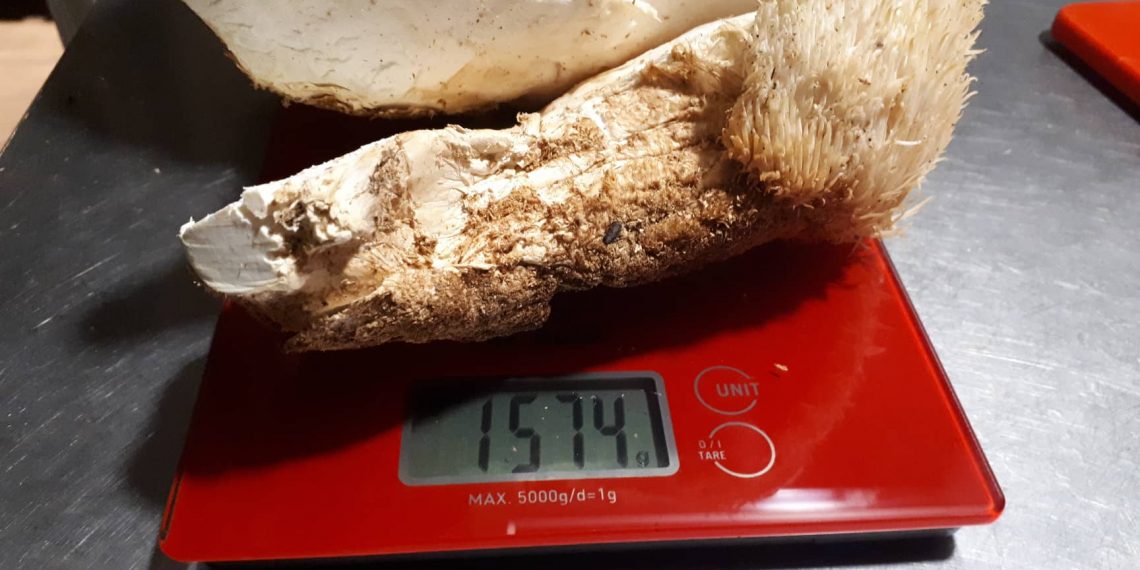 Μανιτάρι γίγας στην Πιαλεία Τρικάλων