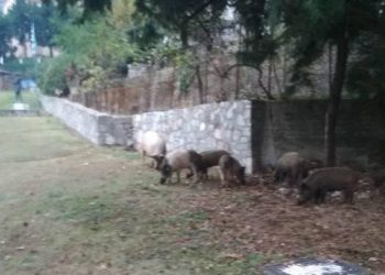Τα μάζεψε η πείνα στην Πιαλεία Τρικάλων…