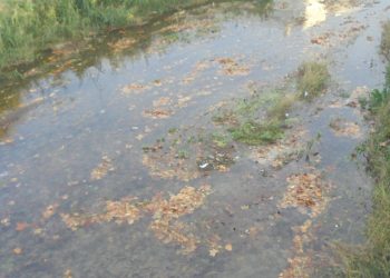 Ιθαγενείς και …Ξωτικοί