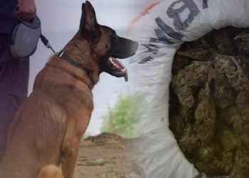 Έφοδος Αστυνομικών με σκύλο σε οικίες 38χρονου και 25χρονης