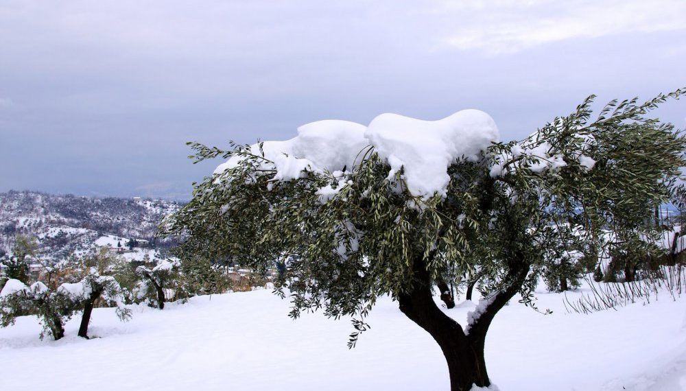 Κάλεσμα σε ελαιοπαραγωγούς για …αποζημίωση