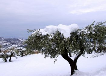 Κάλεσμα σε ελαιοπαραγωγούς για …αποζημίωση