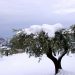 Κάλεσμα σε ελαιοπαραγωγούς για …αποζημίωση