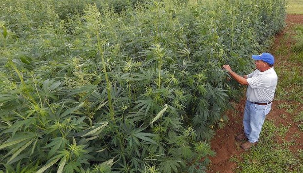 Σε δημόσια διαβούλευση η …κάνναβη
