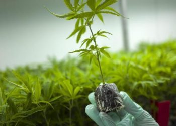 Σε εταιρεία στην Λάρισα η πρώτη υπογραφή για παραγωγή φαρμακευτικής κάνναβης