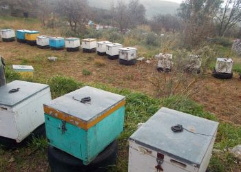 Εντοπίστηκαν οι κλέφτες μελισσοκυψελών