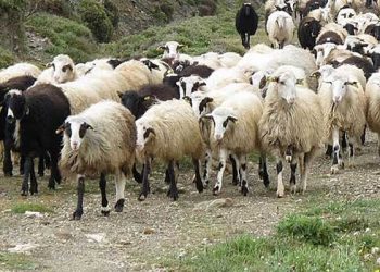 Ανακοίνωση για απογραφή αιγοπροβάτων και χοίρων