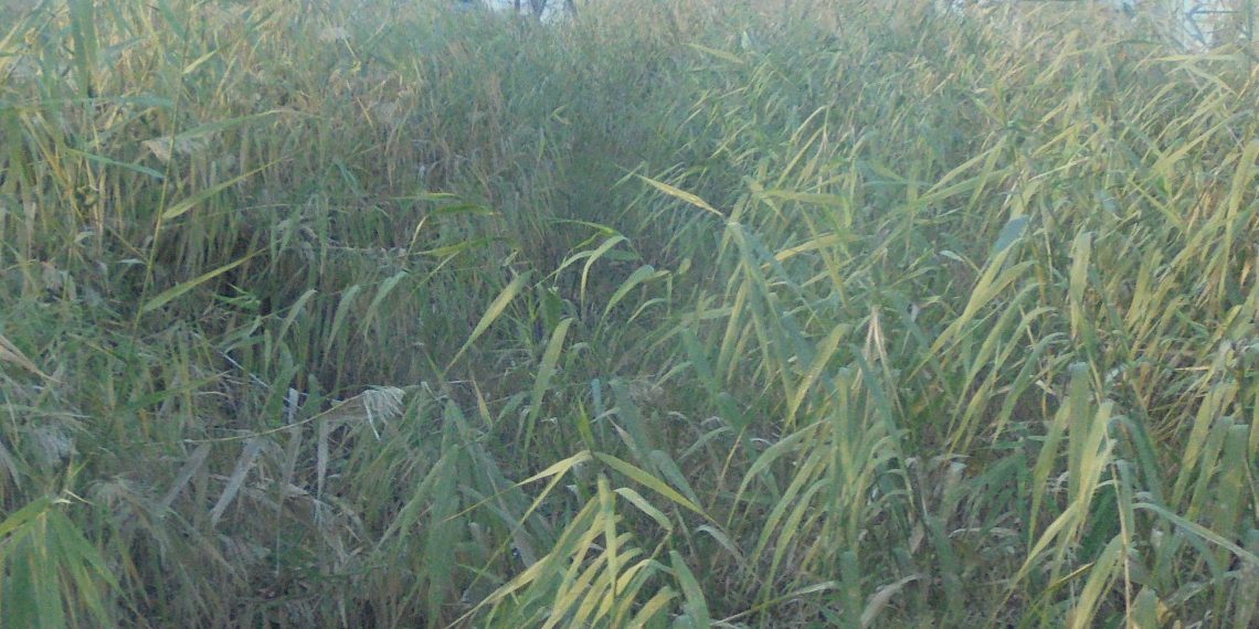 Ξεκινά στα Τρίκαλα η παραγωγή …κροκόδειλων