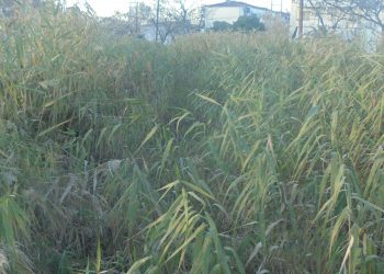 Ξεκινά στα Τρίκαλα η παραγωγή …κροκόδειλων