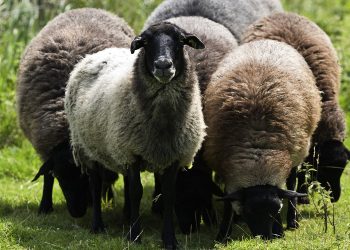 Χρήματα για 26 Τρικαλινούς Κτηνοτρόφους