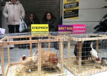 Χριστουγεννιάτικο δέντρο με …κότες από την ΠΟΕΔΗΝ