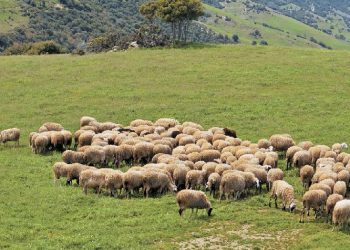Παράταση προθεσμίας υποβολής ενστάσεων κατανομής βοσκοτόπων