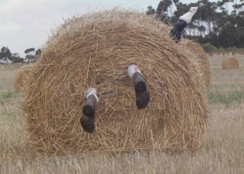 Και αν «κατεβάσει» την …Μαλάμω;