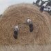 Και αν «κατεβάσει» την …Μαλάμω;