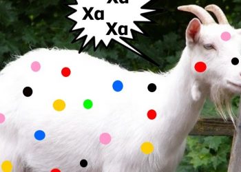 Γελάει και το παρδαλό κατσίκι