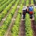 Πρόσκληση για την υποβολή αιτήσεων στο «Ανάπτυξη μικρών γεωργικών εκμεταλλεύσεων»