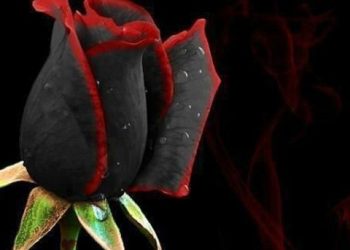 Μαζί στην ζωή μαζί και στον θάνατο…