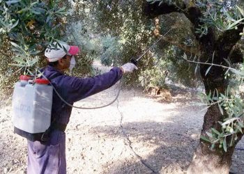 Έναρξη εφαρμογής του προγράμματος δακοκτονίας