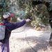 Έναρξη εφαρμογής του προγράμματος δακοκτονίας