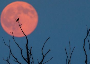 Ετοιμάζεται η πανσέληνος της …φράουλας