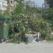 Το πρόβλημα μάλλον δεν είναι σε αυτή την περίπτωση τα …κλαδιά