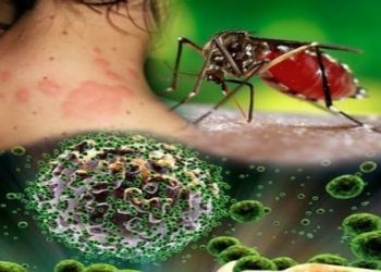 Επανεμφάνιση στην Ελλάδα του «ιού του Δυτικού Νείλου»