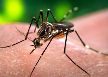 Δεν ξέφυγαν τα Τρίκαλα από τον … «ιό του Δυτικού Νείλου»