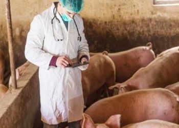 Η Αφρικανική πανώλη των χοίρων φέρνει …προσλήψεις