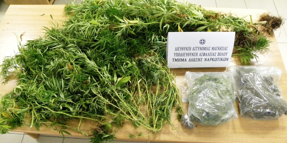 Συλλήψεις για χασισοκαλλιέργεια