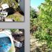 Εντοπίστηκε χασισοφυτεία στα Τρίκαλα