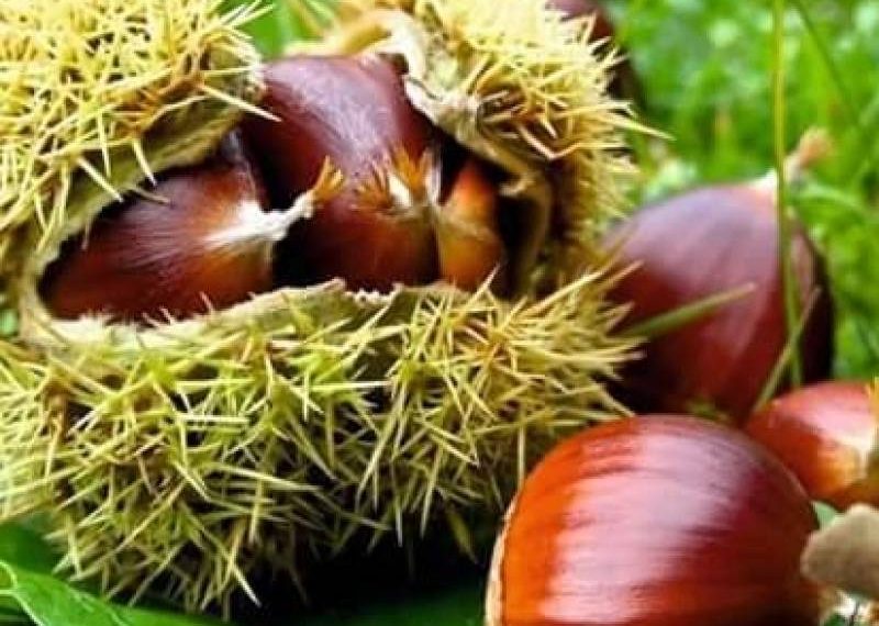 Ώρα στην Πιαλεία Τρικάλων για …κάστανα