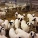 Ήθελε να κάνει Χριστούγεννα με ξένα …αρνιά