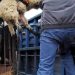 Συνελήφθησαν και οι …συνεργοί