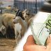 Ποσό 1.826.000 ευρώ σε Τρικαλινούς Κτηνοτρόφους για την συνδεδεμένη στα αιγοπρόβατα