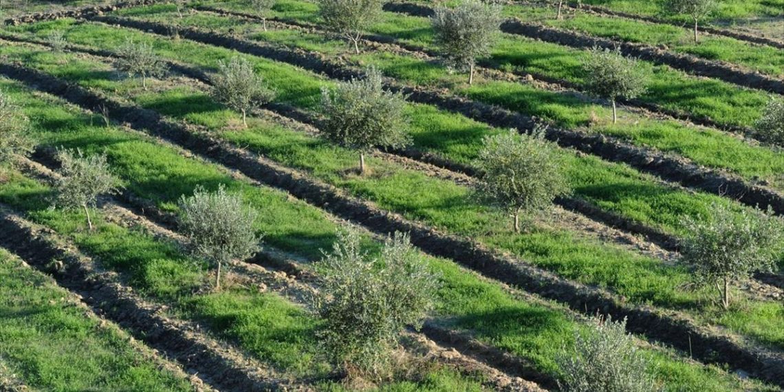 Παράταση μισθώσεων δημοτικών αγροτεμαχίων στα Τρίκαλα λόγω… «κορωνοϊού»