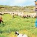 Ακόμα περιμένουν τα μέτρα στήριξης οι Κτηνοτρόφοι