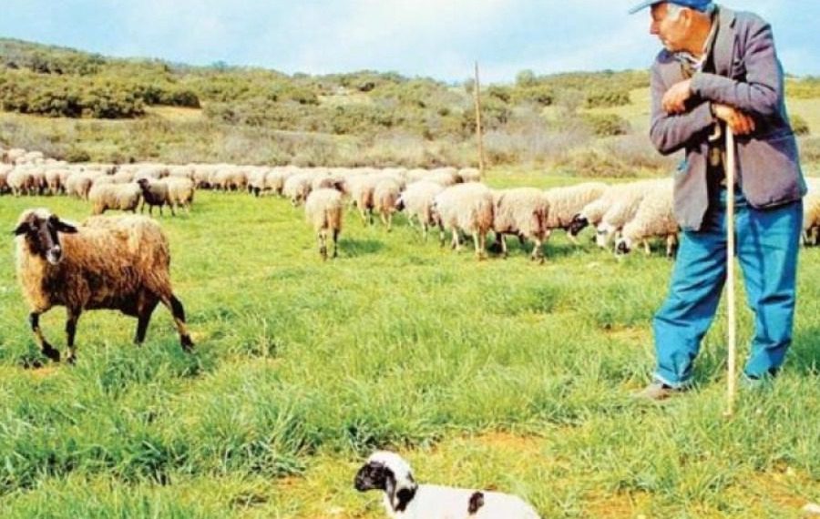 Ακόμα περιμένουν τα μέτρα στήριξης οι Κτηνοτρόφοι