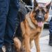 Τα βρήκε ο …σκύλος