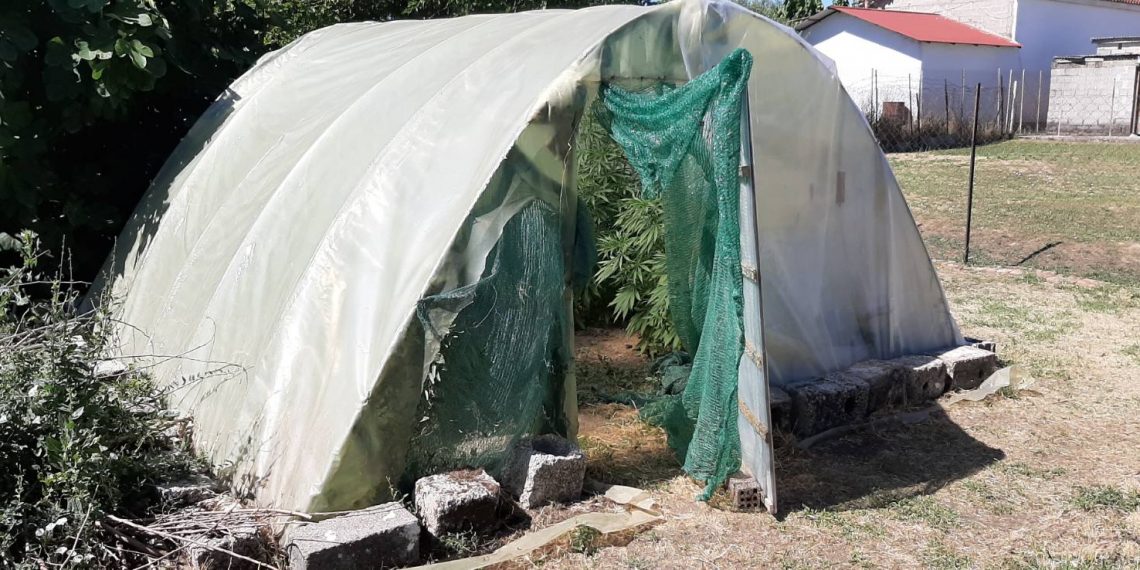 Χειροπέδες σε Τρικαλινό για … «θερμοκήπιο»