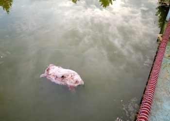 Εικόνες ντροπής στα Τρίκαλα