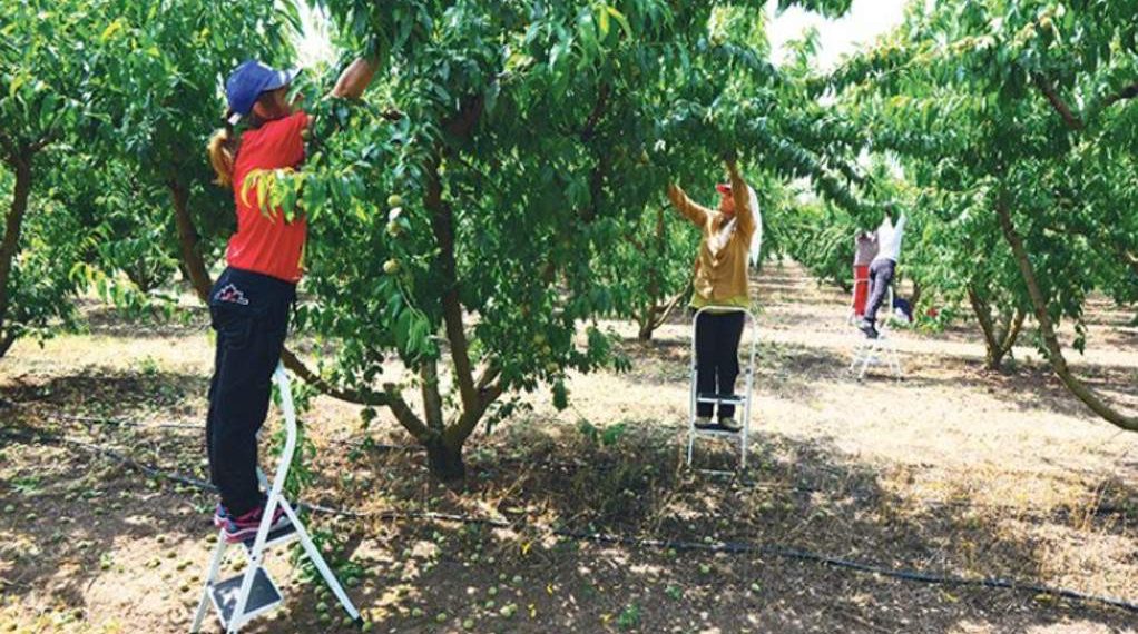 Κίνητρα για την εξεύρεση …αγροτικών χεριών