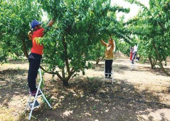 Κίνητρα για την εξεύρεση …αγροτικών χεριών