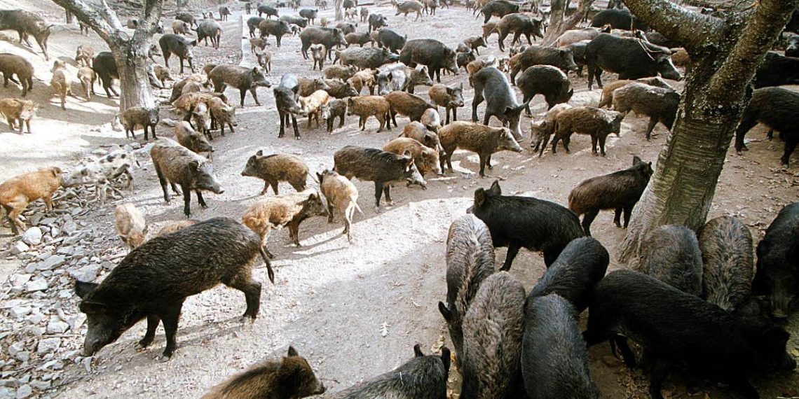 Στα Τρίκαλα μεγαλύτερη απειλή από τον Ερντογάν τα …αγριογούρουνα