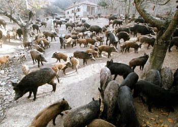 Στα Τρίκαλα μεγαλύτερη απειλή από τον Ερντογάν τα …αγριογούρουνα