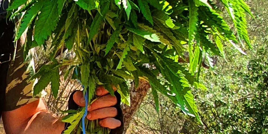 Καταστροφή της … «σοδειάς» και χειροπέδες