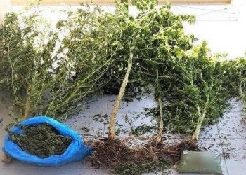 Χειροπέδες στα Τρίκαλα σε χασισοκαλλιεργητή