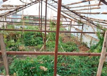 Δουλειές με …φούντες στα Τρίκαλα